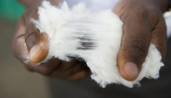 Benin Cotonou Projekt Cotton Made in Africa Baumwolle mit langen Fasern