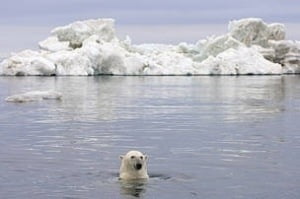 Leaders commit to conservation measures at Polar Bear Forum