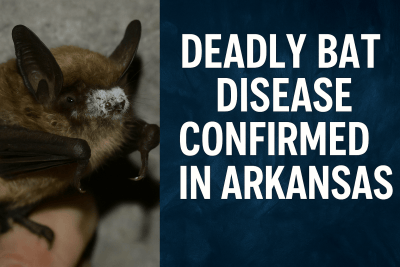White Nose Bat: The Deadly Fungal Disease Explained