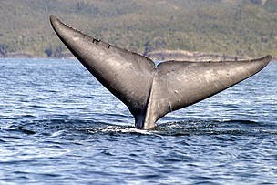 Blue whale conservation gets a boost