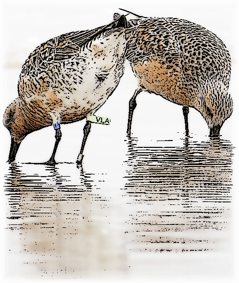 Audubon Invites Beach Lovers to Track Banded Red Knots