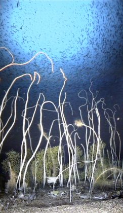 WWF urges new measures as protected areas fail high seas wildlife