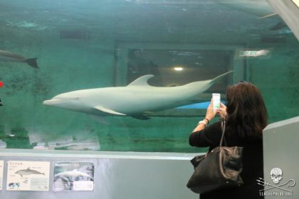 Actress and Sea Shepherd supporter, Shannen Doherty live streams from inside Taiji Whale Museum, showing Shoujo’s tank (photo credit: Sea Shepherd)