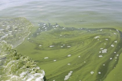 Toledo's Blooming Algae Crisis