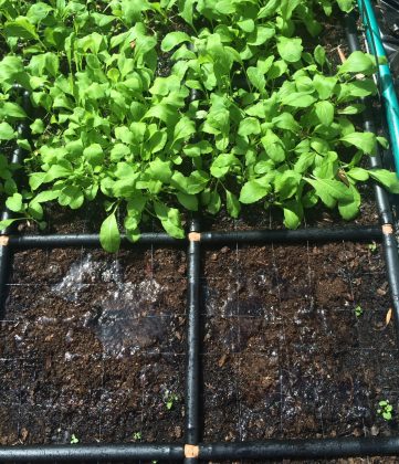 Garden Grid organic vegetables and fruits