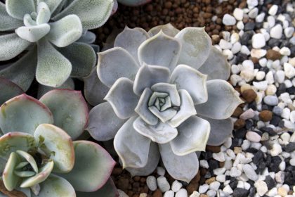 With xeriscaping, yards can become environmentally friendly and still be impeccably well designed with native plants and landscapes that require little to no water.