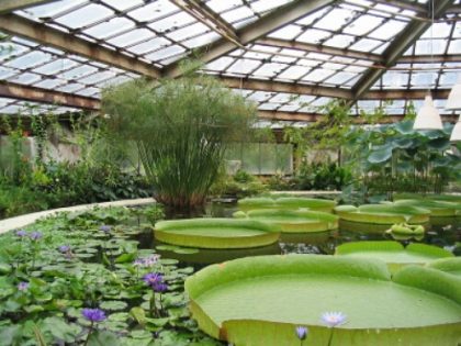 Grow Your Own Food Easier with a Greenhouse