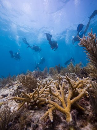 Mote Marine Lab scientists and volunteers restore staghorn corals.