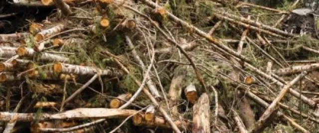 Economics of forest biomass raise hurdles for rural development