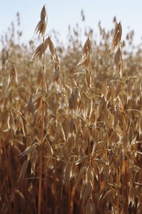Cascadian Farm invests in soil health research across organic oat supply chain with Grain Millers 