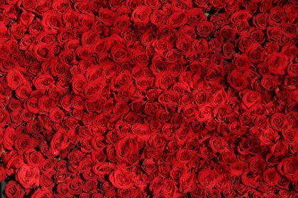 Beautiful Natural Red Roses Pattern