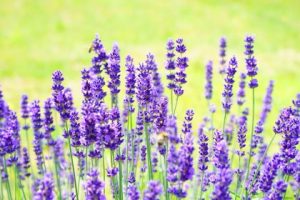 Are you aware of the herb that bears purple flowers and is quite potent for your health? Lavender extracts are one of the best herbal aids to try for pain and inflammatory issues. If you’re willing to get rid of pain issues without popping in pills, get the lavender supplements. With potent constituents like linalool, perillyl alcohol, linalyl acetate, and camphor, it targets the ideal pain receptors. Also, the herb is ideal for mild to moderate pains arising from diverse causes. Get the extracts in various ways like tinctures, aromatherapy oils, or pills.