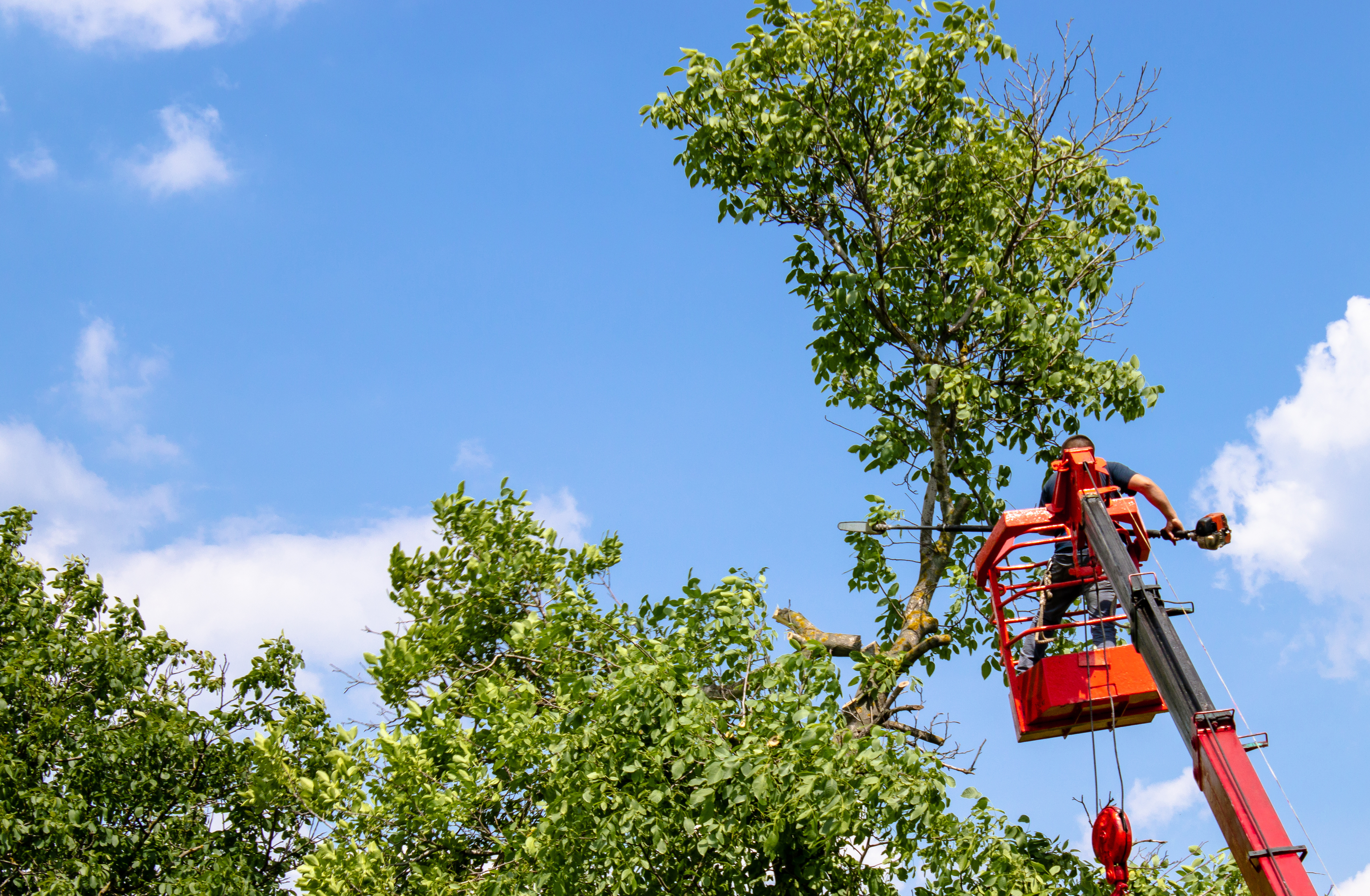 How Tree Trimming Improves the Environment