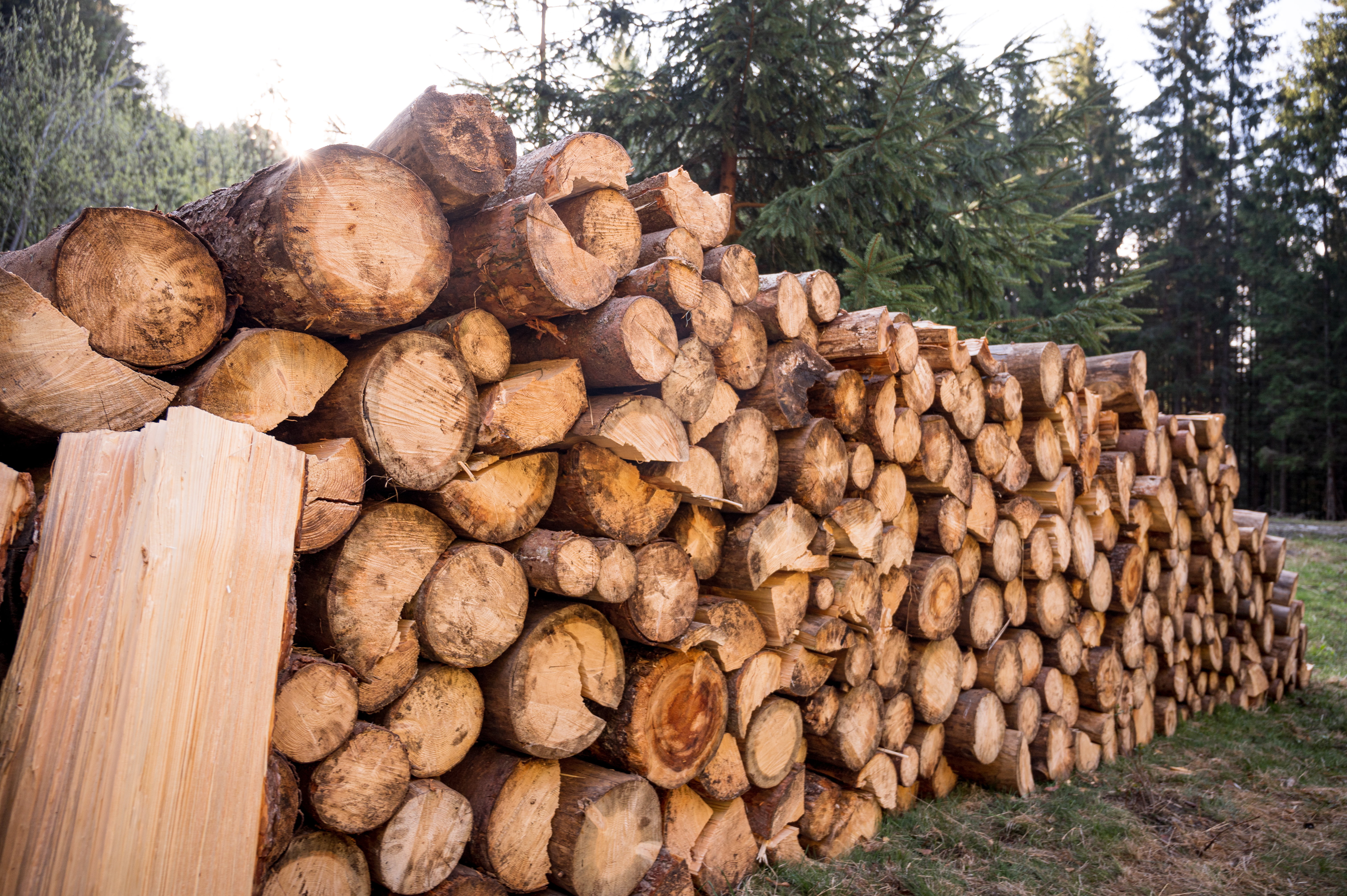 Timber Harvesting Methods And What Happens