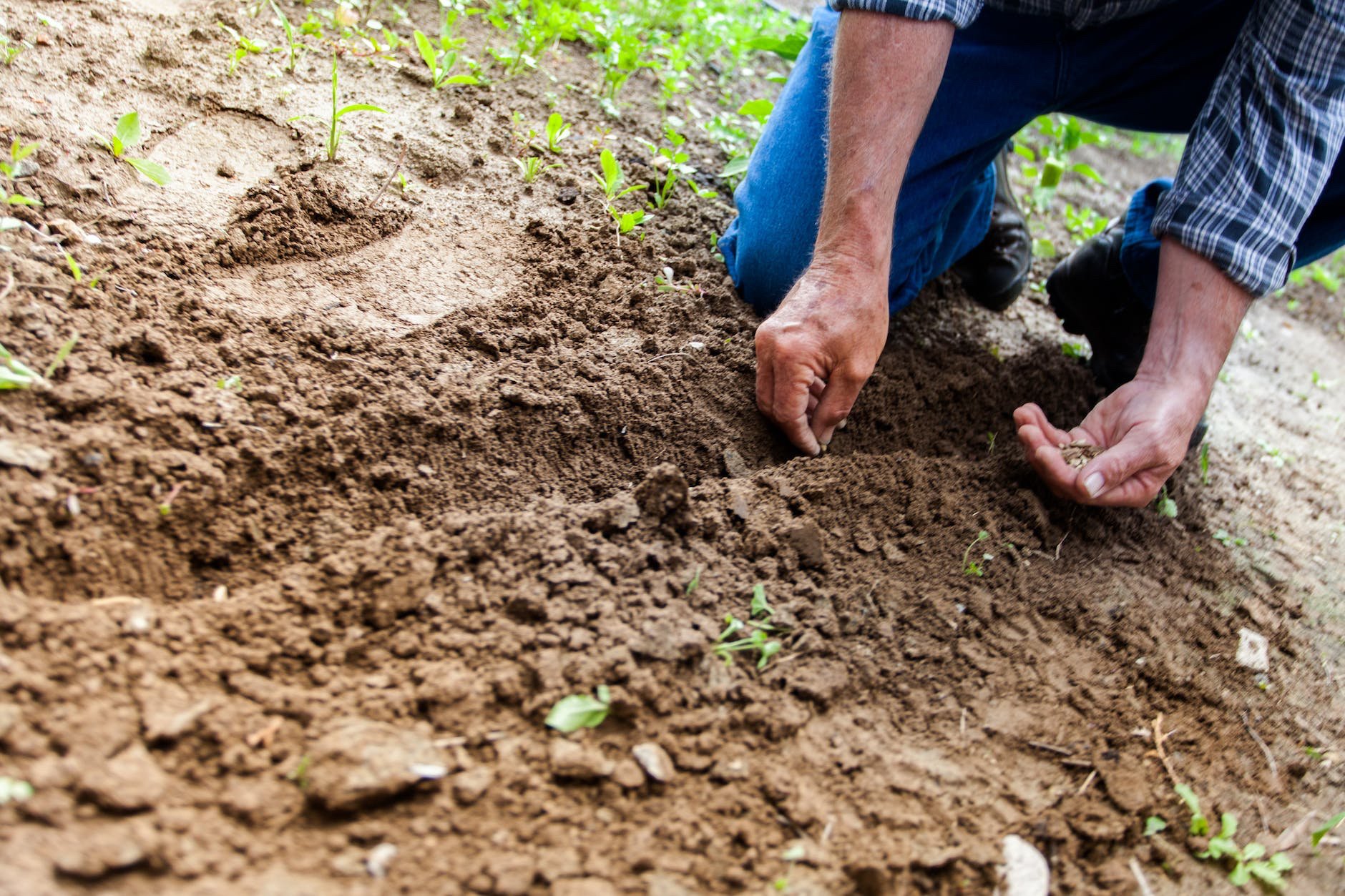 Top 7 Eco-Friendly Pest Control Products for Safe Gardening