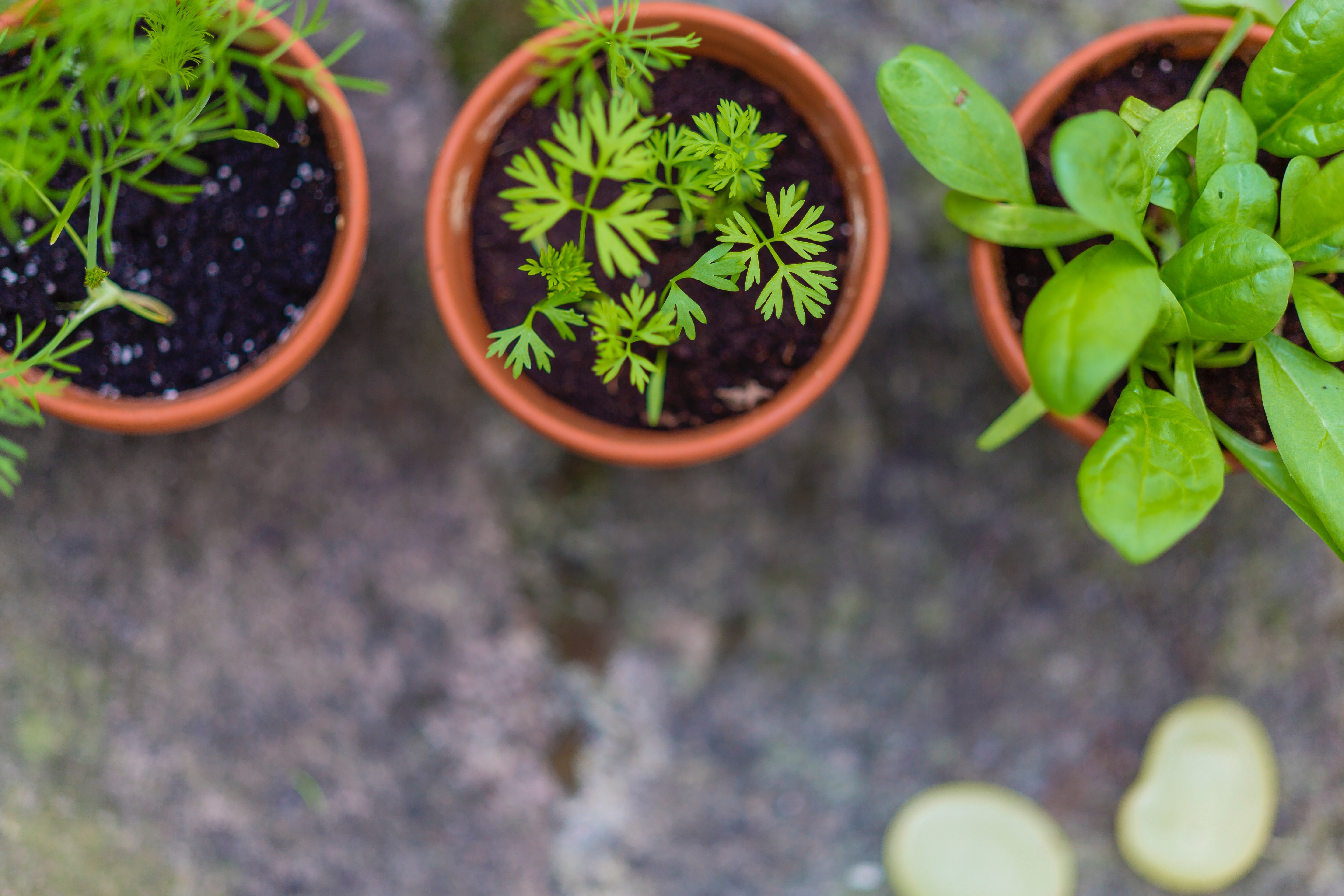 Green Plants in home