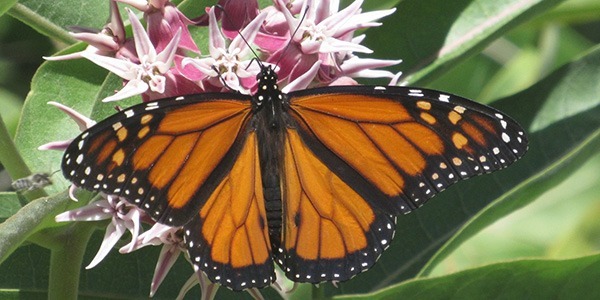 Monarch butterfly