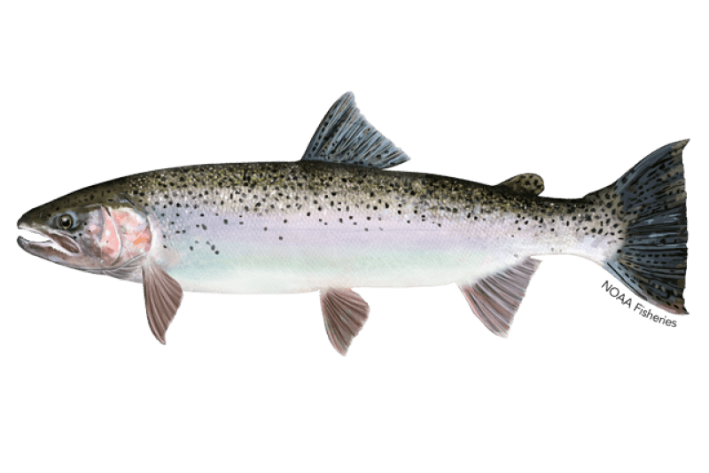 Trout